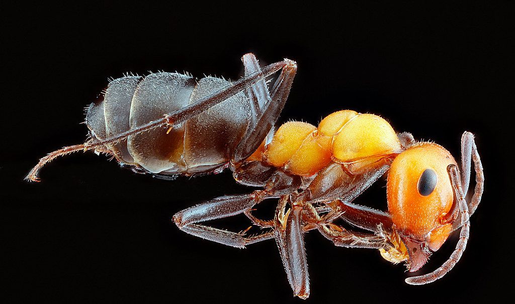 Ant Control service in Petaluma, CA