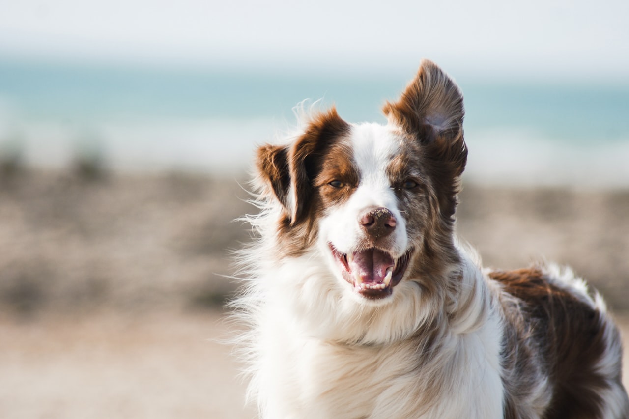 Flea & Tick Control service in Petaluma, CA