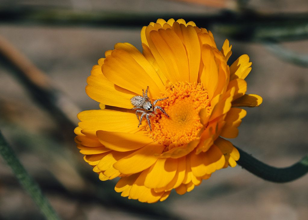 Spider Control service in Petaluma, CA